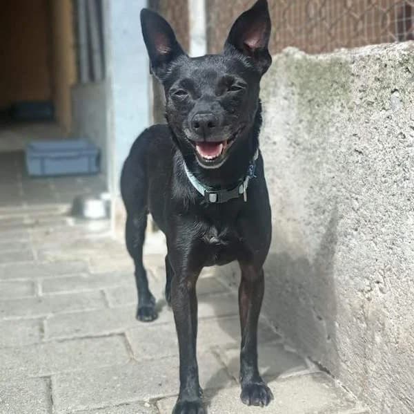 Cloe, Nero female 4yo mixed breed for adoption at Il Rifugio del Cane