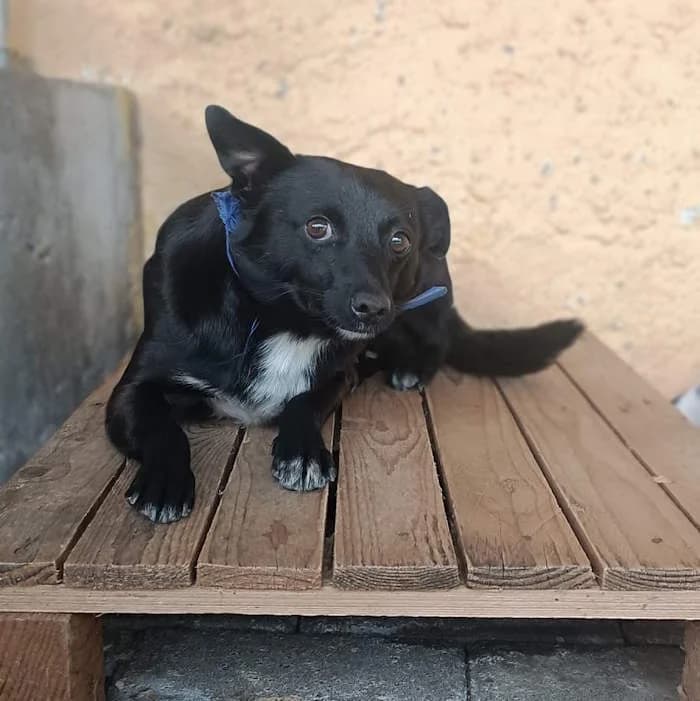 Califfo, Nero male 4yo mixed breed for adoption at Il Rifugio del Cane