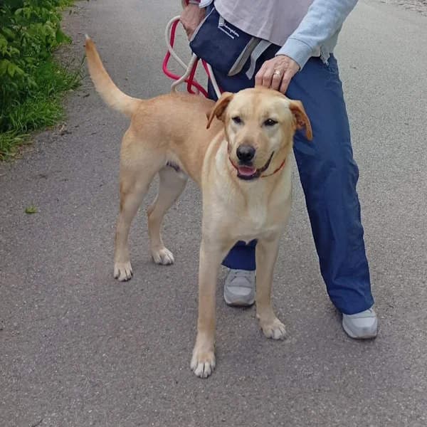 Golia, Bianco male young mixed breed for adoption at Il Rifugio del Cane