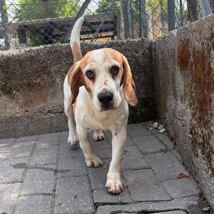 Sangria, Tricolore female senior Beagle for adoption at Il Rifugio del Cane