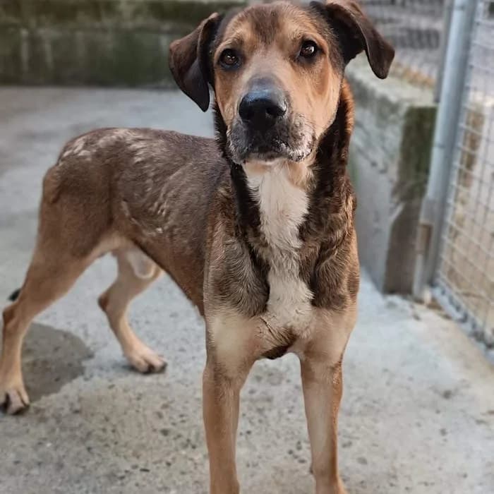 Ciakok, Fulvo male senior mixed breed for adoption at Il Rifugio del Cane
