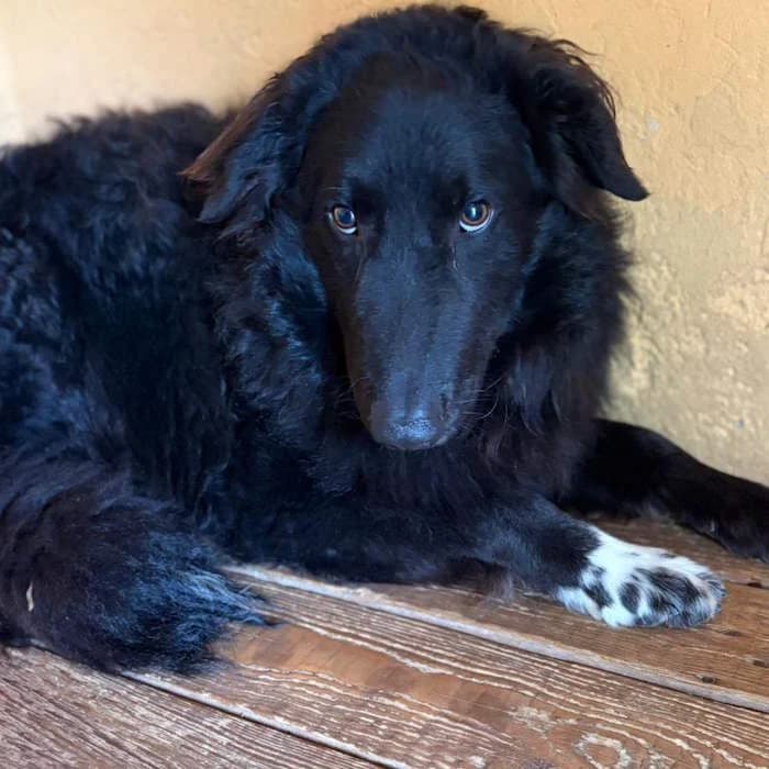 Cosmo, Nero male senior mixed breed for adoption at Il Rifugio del Cane
