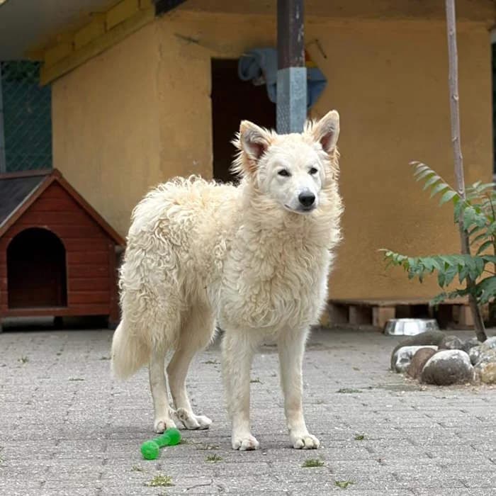 Curtis, Bianco male senior mixed breed for adoption at Il Rifugio del Cane