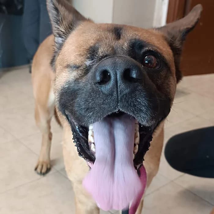 Zumba, Fulvo female 3yo mixed breed for adoption at Il Rifugio del Cane