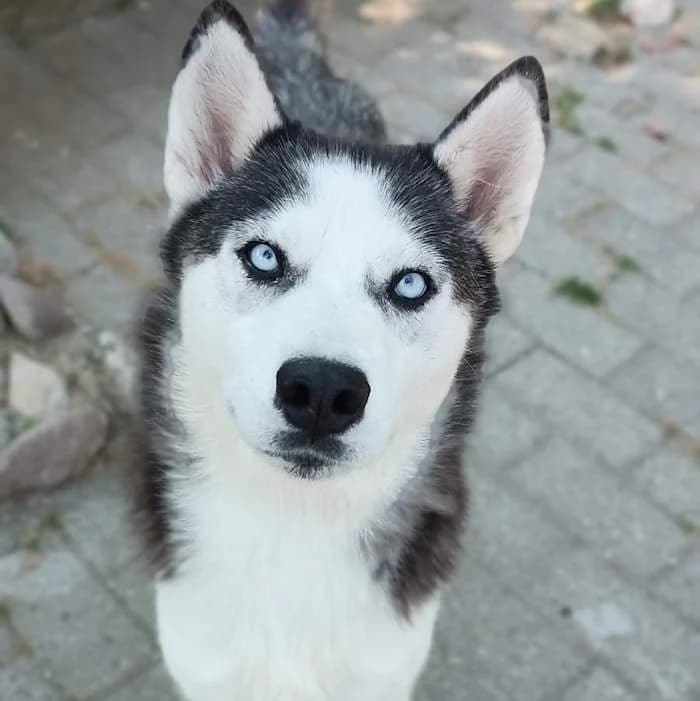 Kira, Bianco/Nero female 3yo Husky for adoption at Il Rifugio del Cane