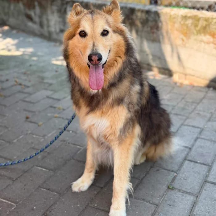 Stella, Tricolore female senior mixed breed for adoption at Il Rifugio del Cane