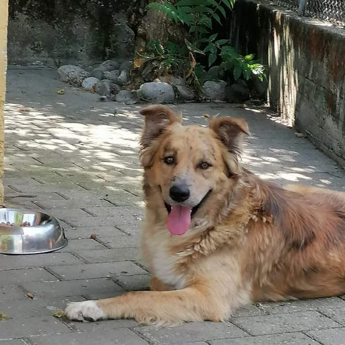 Zenzero, Beige male young mixed breed for adoption at Il Rifugio del Cane