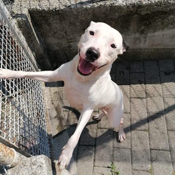 America, Bianco/nero female 7yo American Staffordshire Terrier for adoption at Il Rifugio del Cane