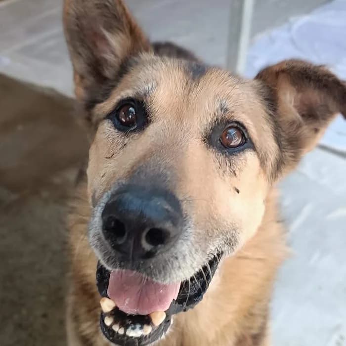 Caio, Nero focato male senior mixed breed for adoption at Il Rifugio del Cane