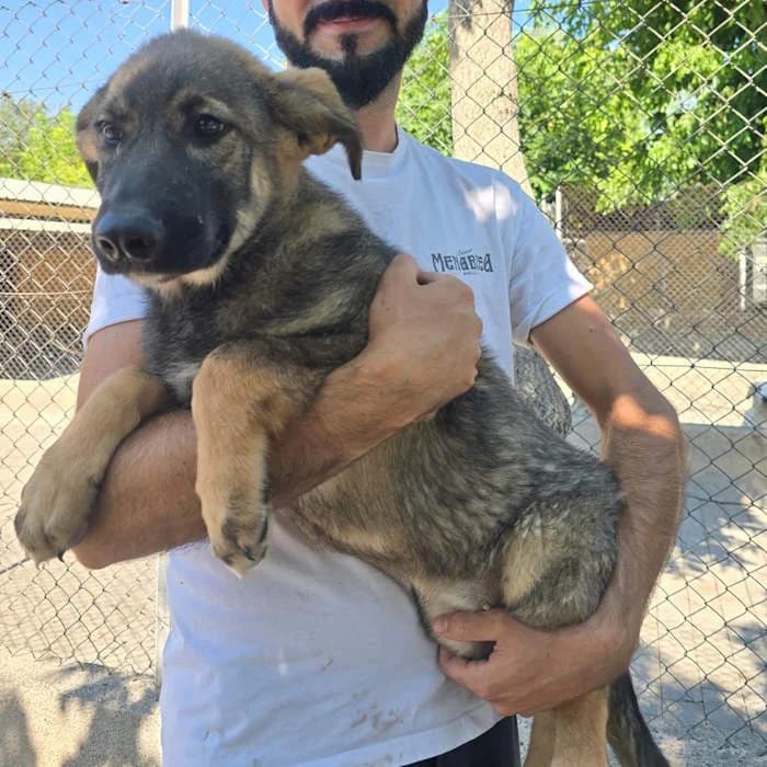 Penny, Nero focato female mixed breed for adoption at Il Rifugio del Cane