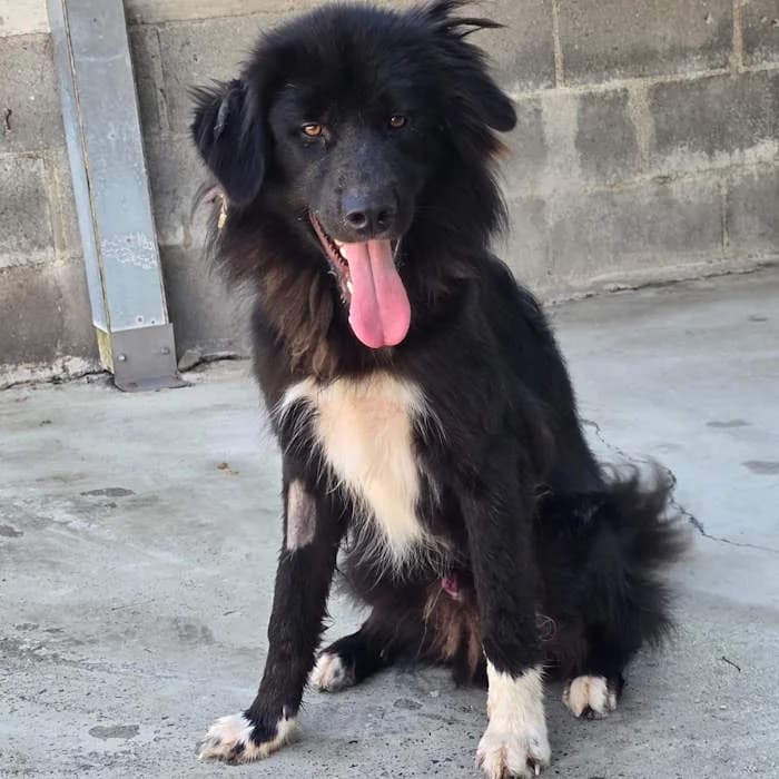 Fulmine, Nero/Bianco male young mixed breed for adoption at Il Rifugio del Cane