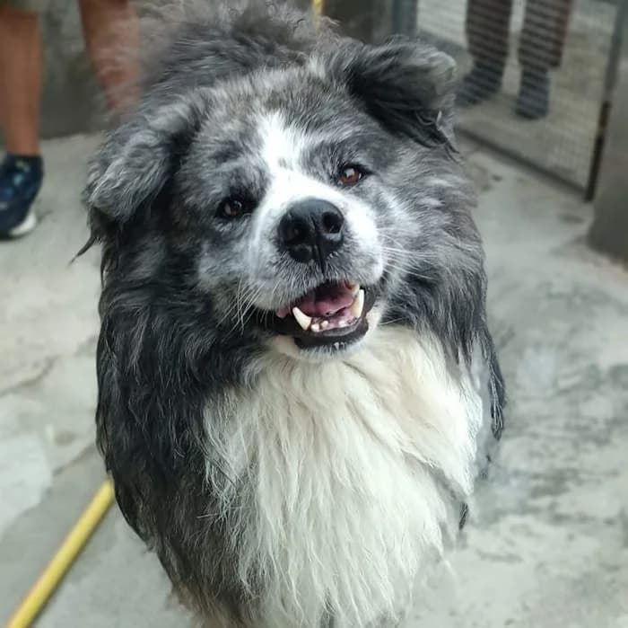 Febo, Tricolore male senior mixed breed for adoption at Il Rifugio del Cane