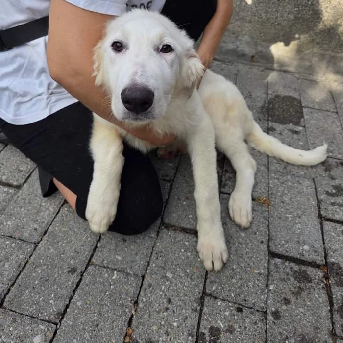 Bianca, Bianco female puppy mixed breed for adoption at Il Rifugio del Cane