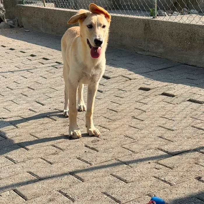 Cinzia, Fulvo/Bianco female puppy mixed breed for adoption at Il Rifugio del Cane
