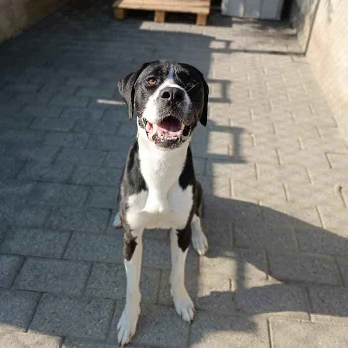 Vasco, Bianco/Nero male young mixed breed for adoption at Il Rifugio del Cane