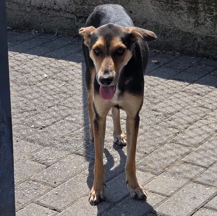 Guia, Nero Focato female young mixed breed for adoption at Il Rifugio del Cane