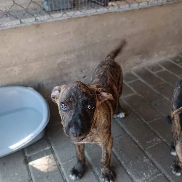 Tea, Tigrato female mixed breed for adoption at Il Rifugio del Cane