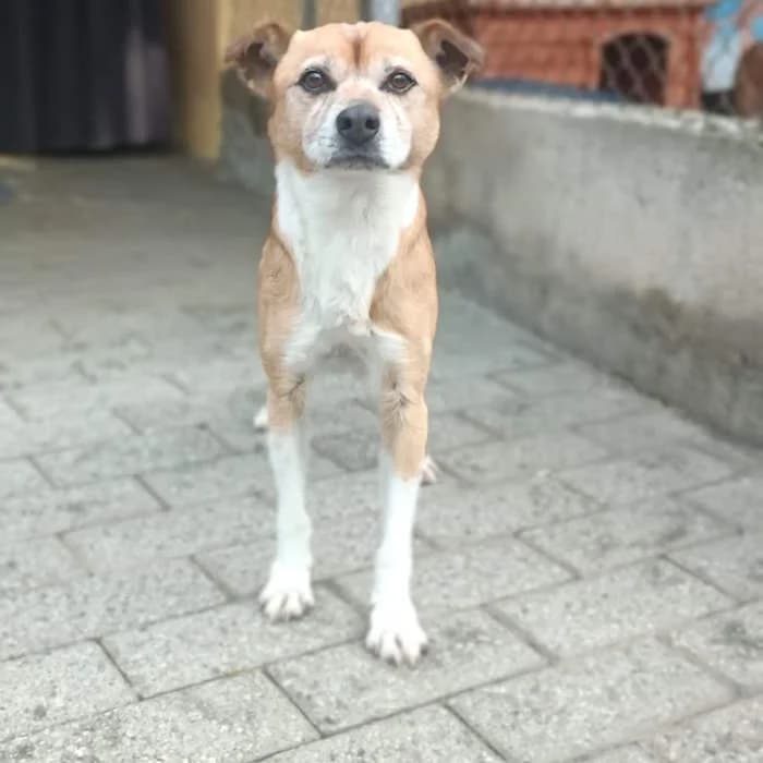 Clark, Fulvo/Bianco male 7yo mixed breed for adoption at Il Rifugio del Cane