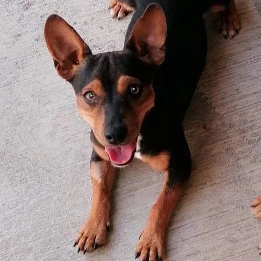 Asso, Nero focato male young mixed breed for adoption at Il Rifugio del Cane