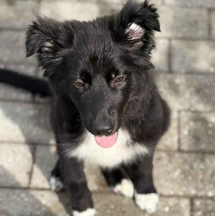 Sisko, Nero/Bianco male puppy mixed breed for adoption at Il Rifugio del Cane