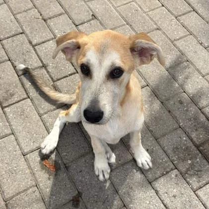 Gina, Beige e bianco female mixed breed for adoption at Il Rifugio del Cane