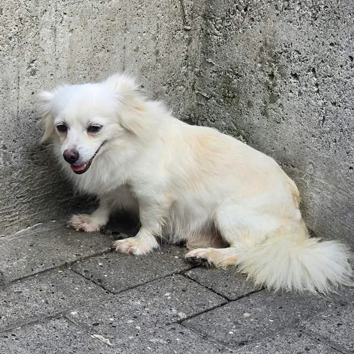 Dory, Bianco female 4yo mixed breed for adoption at Il Rifugio del Cane