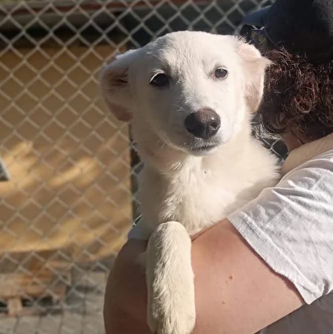 Bianca, Bianco female puppy mixed breed for adoption at Il Rifugio del Cane