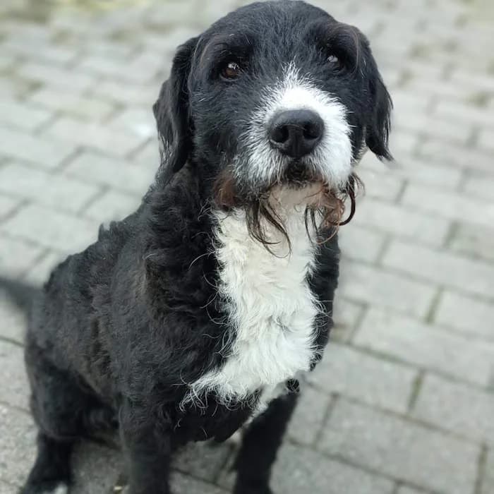 Tell, Nero e Bianco male senior mixed breed for adoption at Il Rifugio del Cane