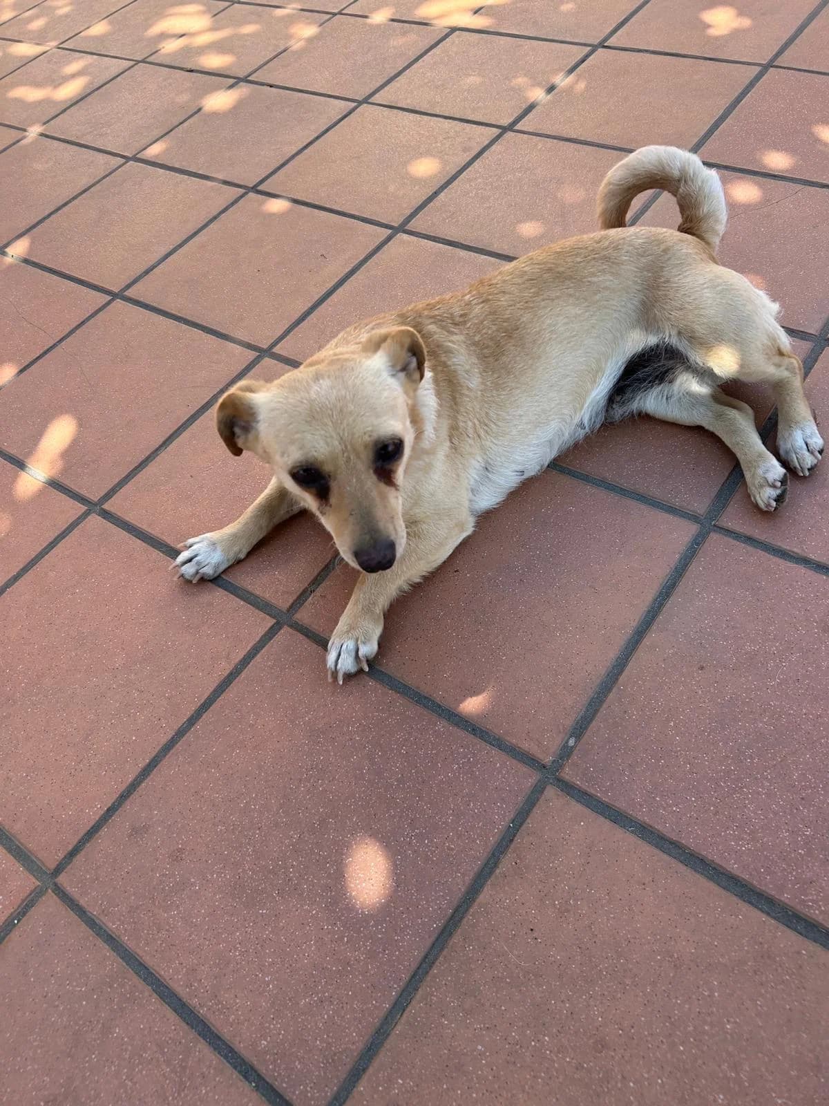 Ambra, female Mixed Breed for adoption at I Pelosetti di Silvana ODV, Reggio Calabria