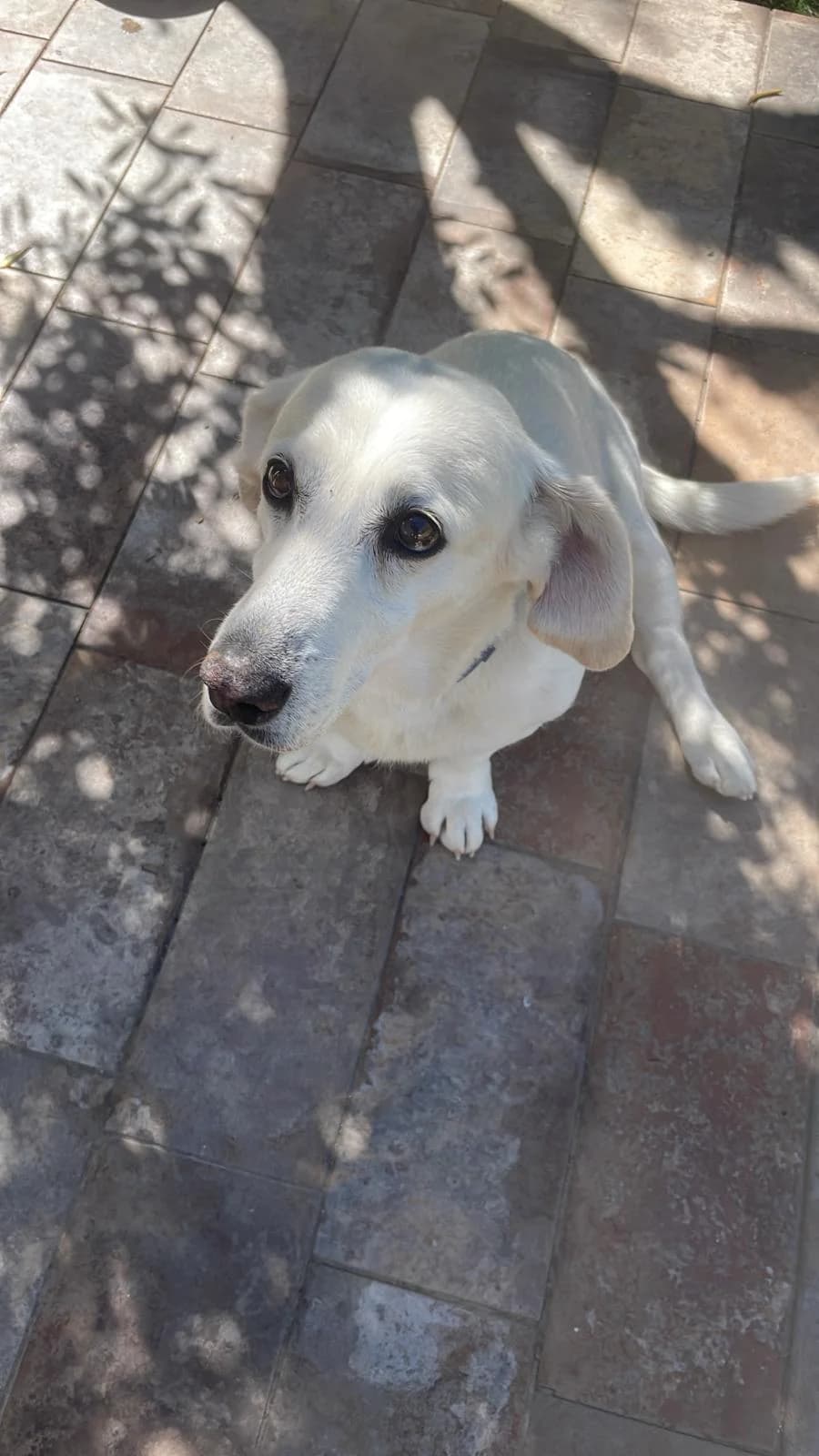 Argo, male Mixed Breed for adoption at I Pelosetti di Silvana ODV, Reggio Calabria