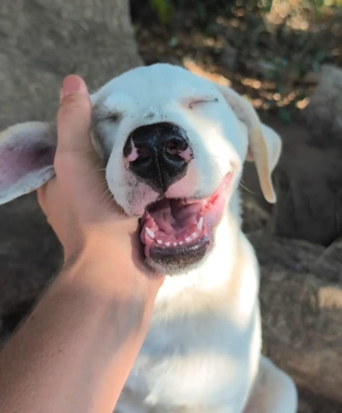 Athena, female Mixed Breed for adoption at I Pelosetti di Silvana ODV, Reggio Calabria