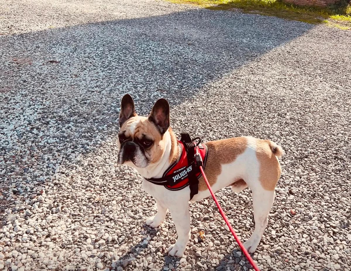 Boogie, male Mixed Breed for adoption at I Pelosetti di Silvana ODV, Reggio Calabria
