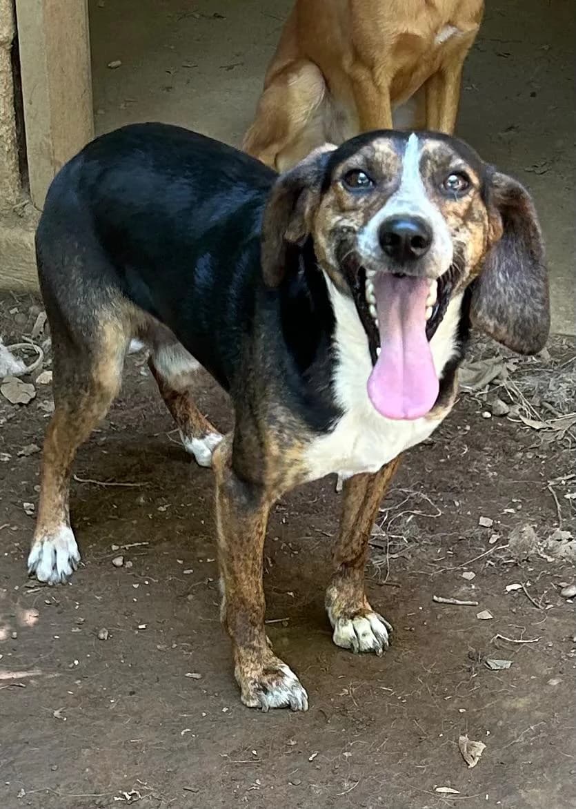 Capi, male Mixed Breed for adoption at I Pelosetti di Silvana ODV, Reggio Calabria
