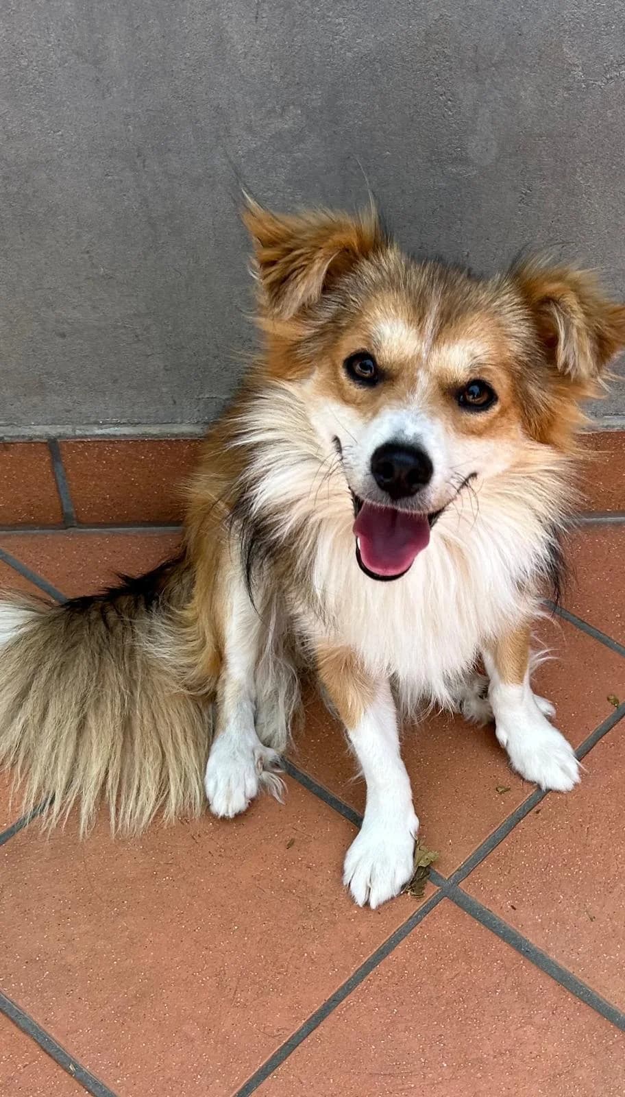 Cleo, Mixed Breed (Kočičí Útulna Sissi (Praha))