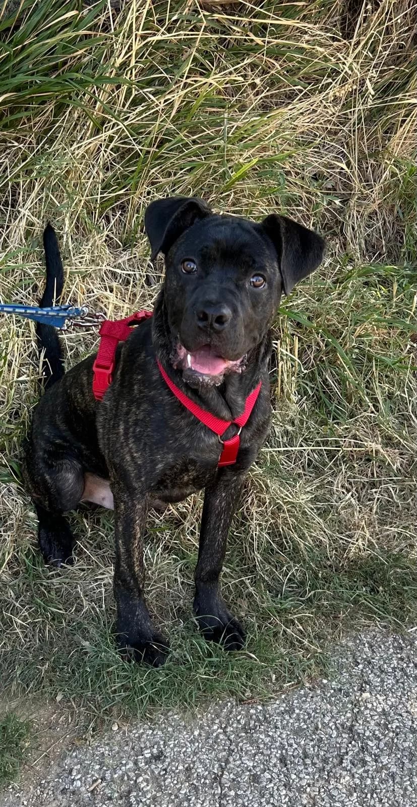 Cody, male Mixed Breed for adoption at I Pelosetti di Silvana ODV, Reggio Calabria