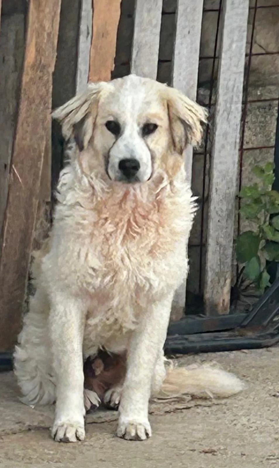 Dexter, male Mixed Breed for adoption at I Pelosetti di Silvana ODV, Reggio Calabria