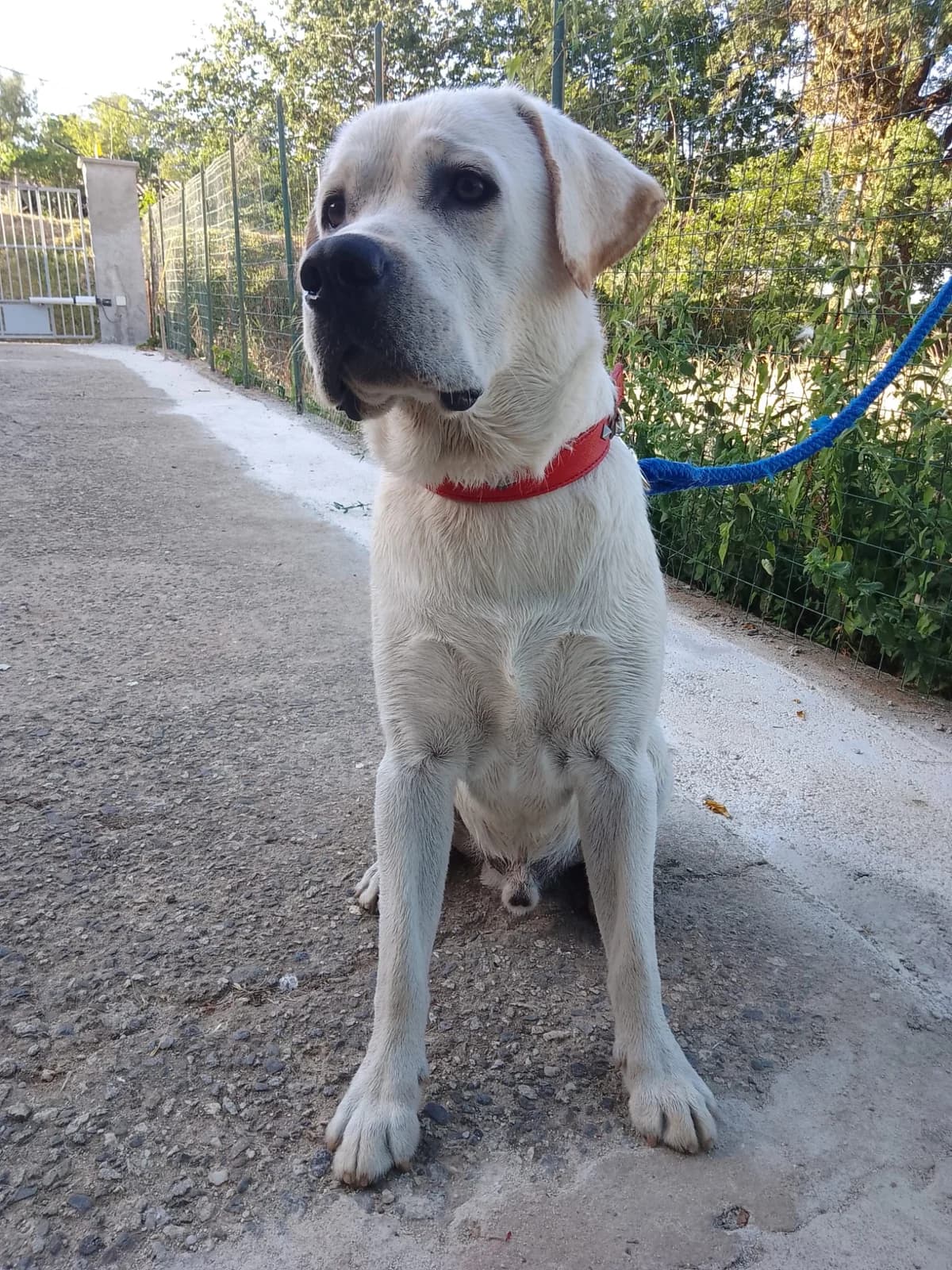 Dodo, male Mixed Breed for adoption at I Pelosetti di Silvana ODV, Reggio Calabria