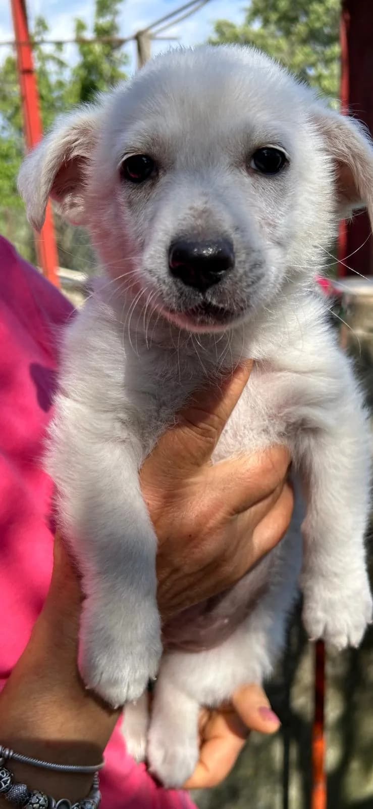 Elsa, female Mixed Breed for adoption at I Pelosetti di Silvana ODV, Reggio Calabria