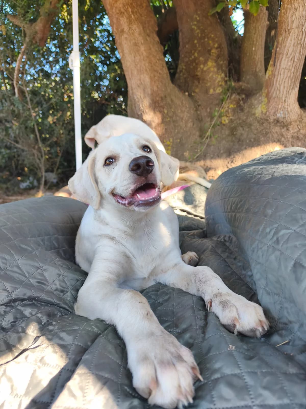 Ercole, male Mixed Breed for adoption at I Pelosetti di Silvana ODV, Reggio Calabria