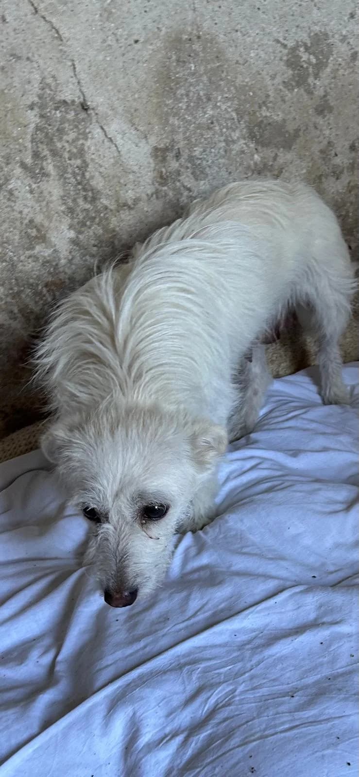 Fiore, female Mixed Breed for adoption at I Pelosetti di Silvana ODV, Reggio Calabria