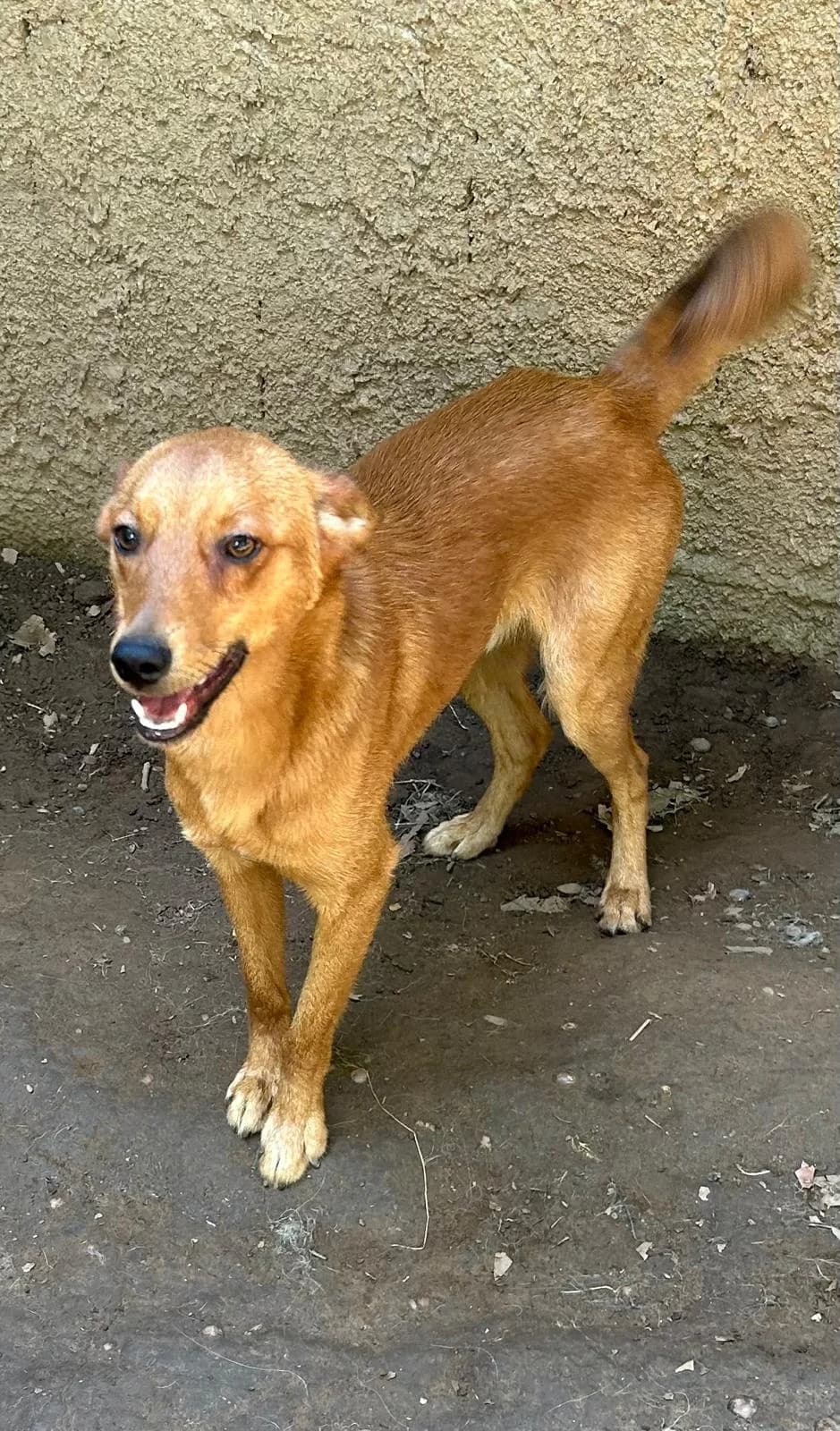 Forest, male Mixed Breed for adoption at I Pelosetti di Silvana ODV, Reggio Calabria