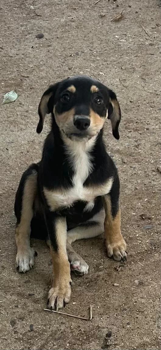 Giada, female Mixed Breed for adoption at I Pelosetti di Silvana ODV, Reggio Calabria