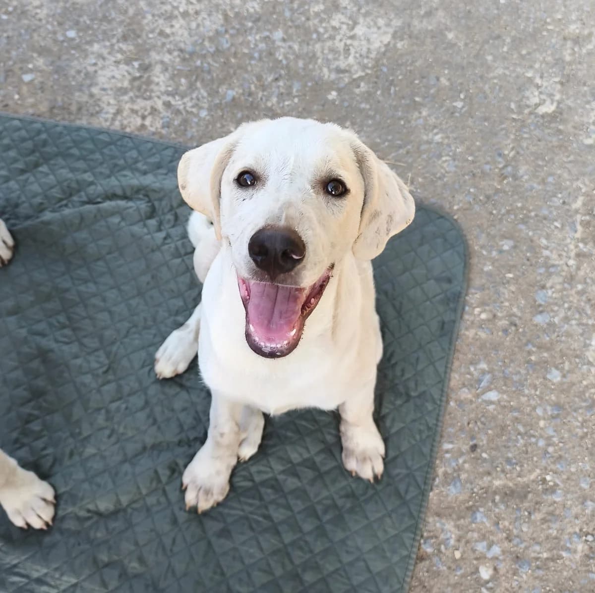 Jack, male Labrador Retriever for adoption at I Pelosetti di Silvana ODV, Reggio Calabria