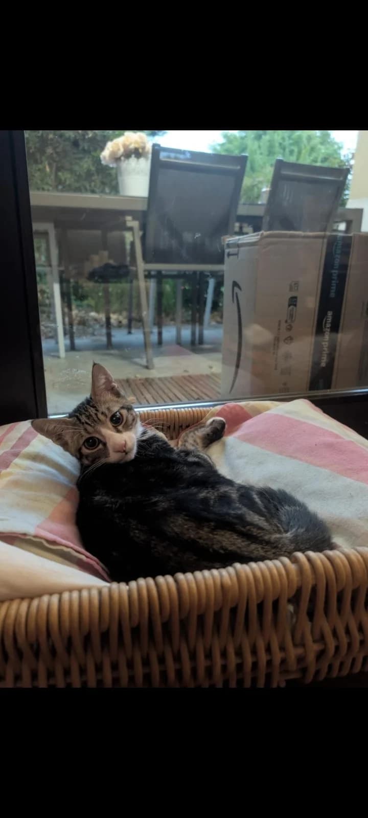 Jack, male Mixed Breed for adoption at I Pelosetti di Silvana ODV, Reggio Calabria