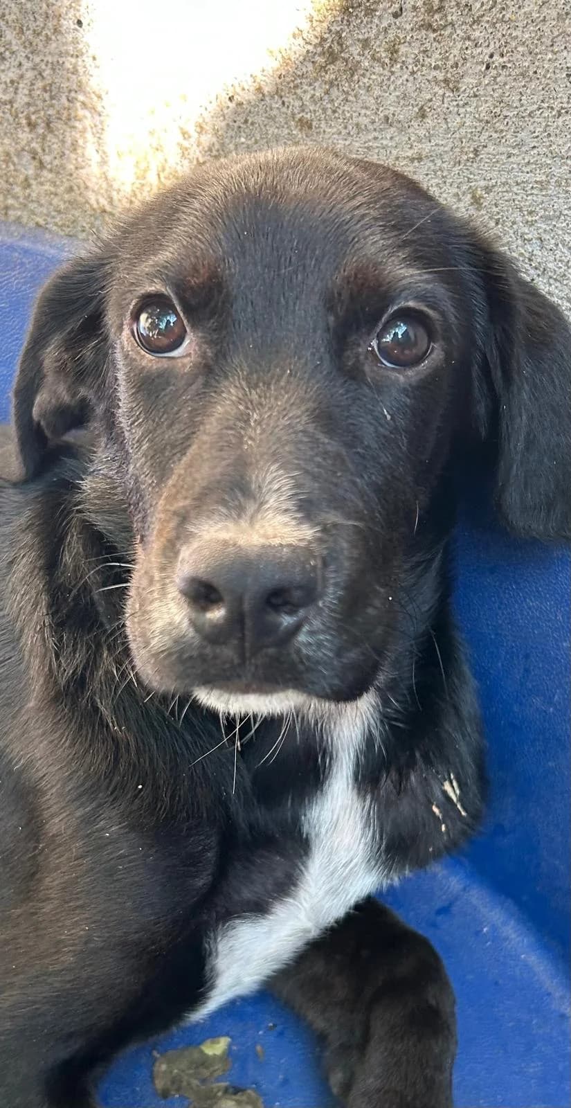 Leo, male mixed breed for adoption at I Pelosetti di Silvana ODV, Reggio Calabria
