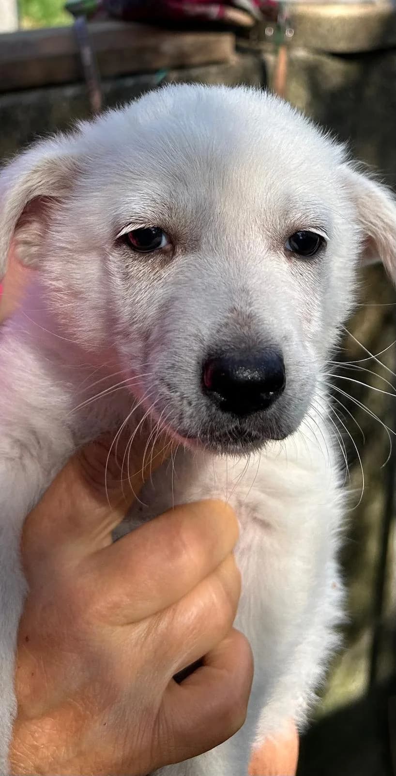Luna, female Mixed Breed for adoption at I Pelosetti di Silvana ODV, Reggio Calabria