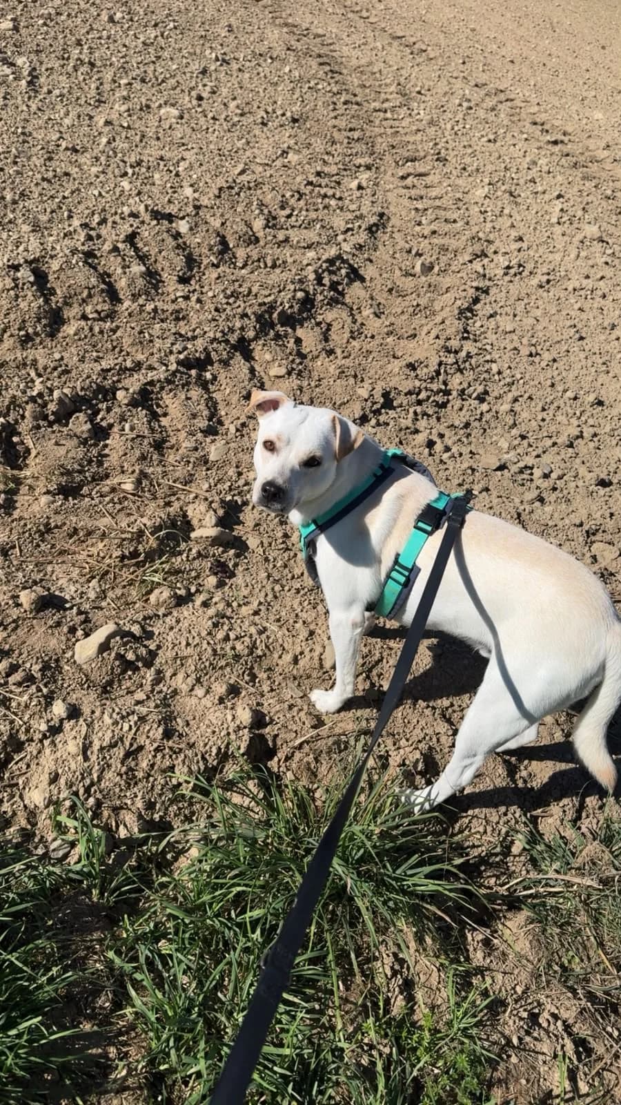 Marley, male Mixed Breed for adoption at I Pelosetti di Silvana ODV, Reggio Calabria