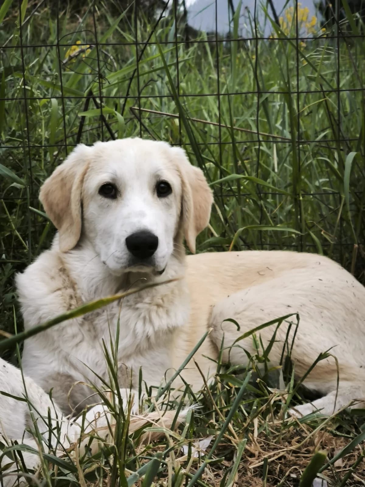 Neve, female Mixed Breed for adoption at I Pelosetti di Silvana ODV, Reggio Calabria