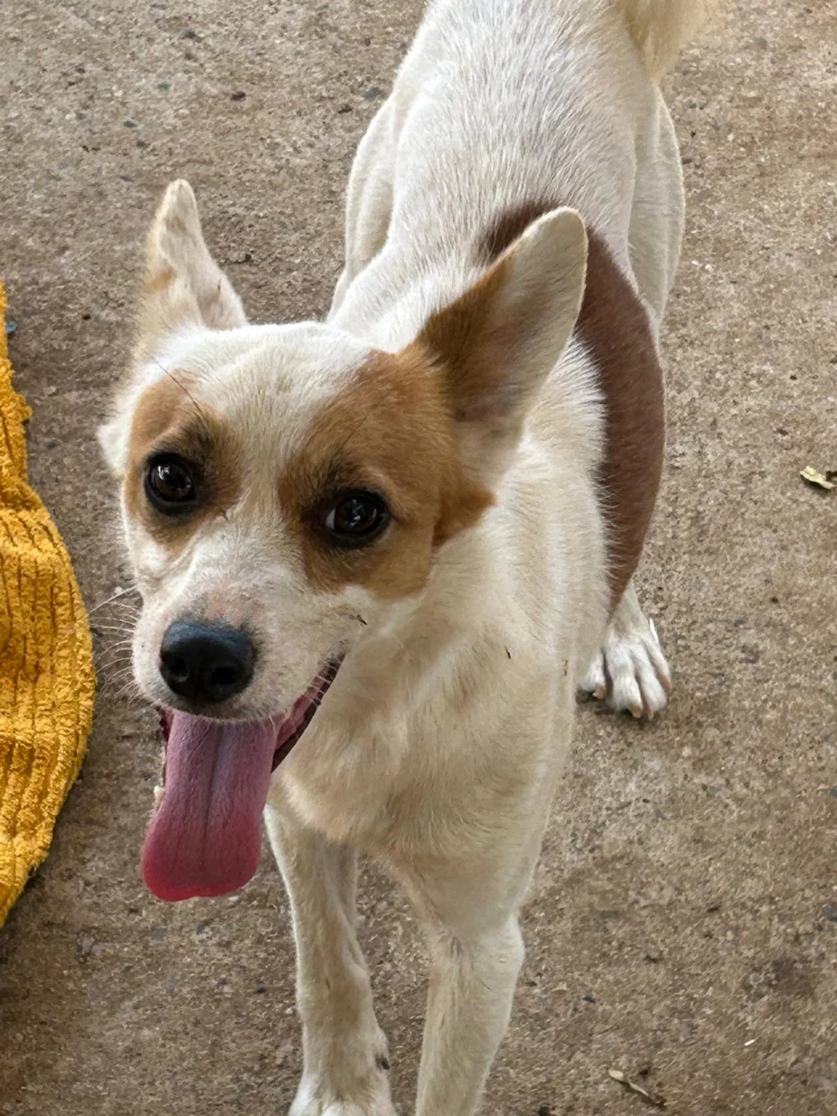Nino, male Mixed Breed for adoption at I Pelosetti di Silvana ODV, Reggio Calabria