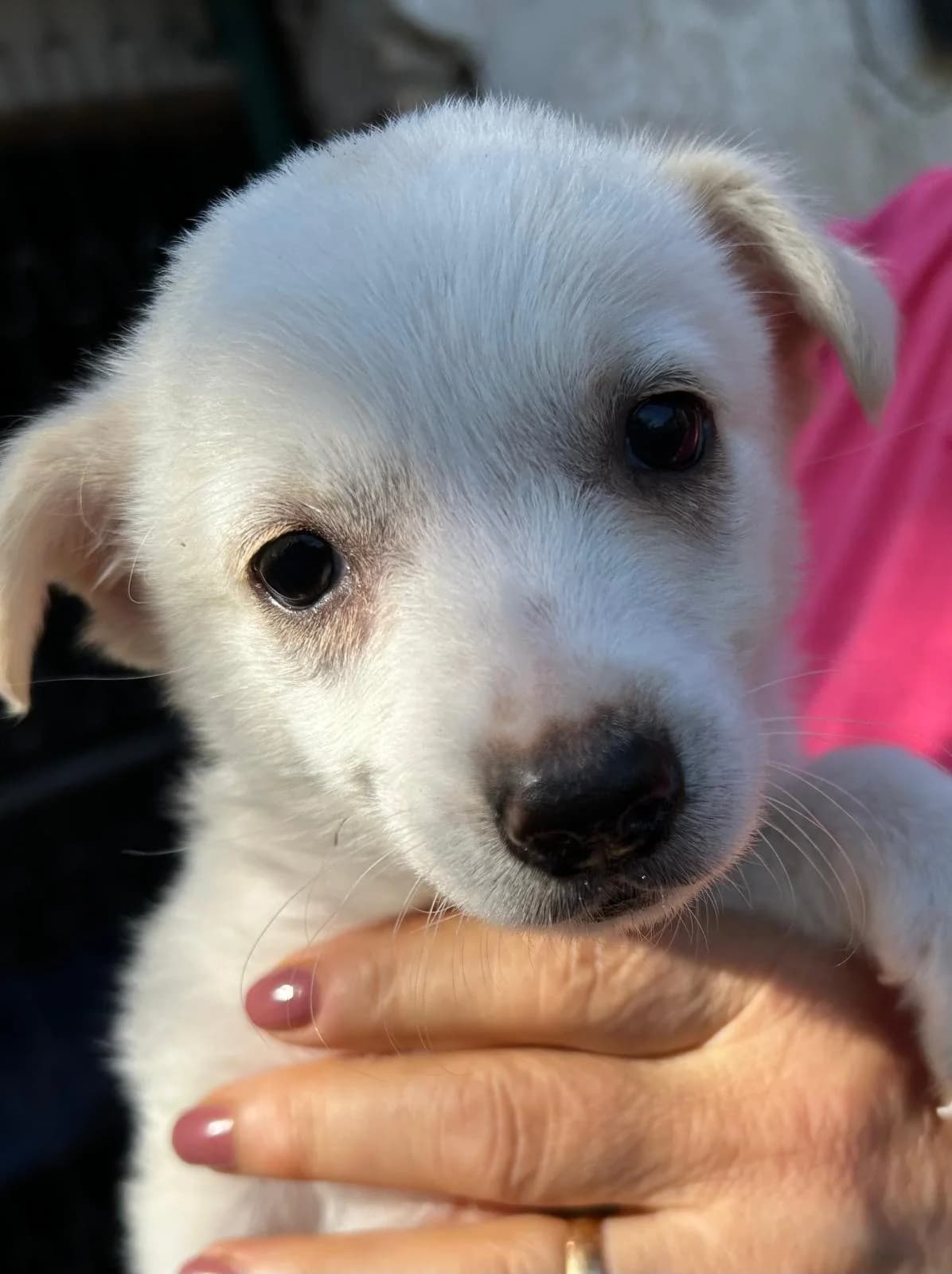 Pesca, female Mixed Breed for adoption at I Pelosetti di Silvana ODV, Reggio Calabria